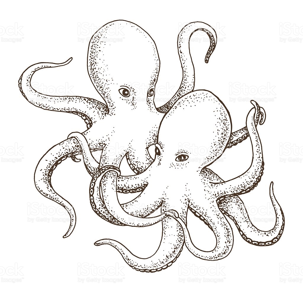 Octopus Line Drawing at GetDrawings Free download