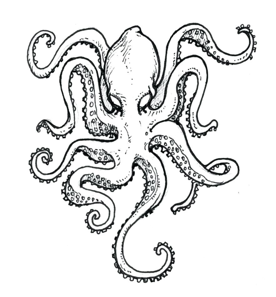 Octopus Outline Drawing at GetDrawings Free download
