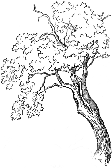 Old Oak Tree Drawing at GetDrawings | Free download