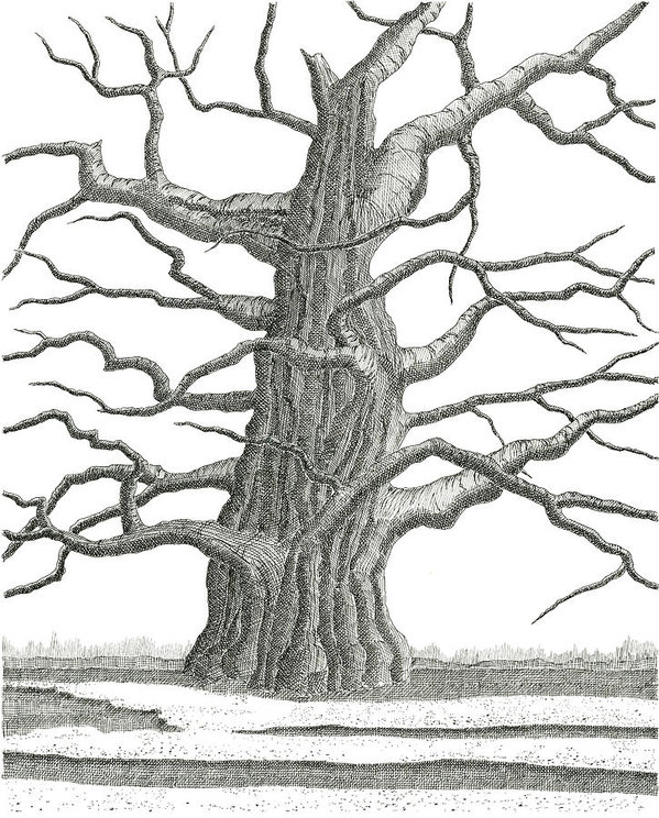 Old Oak Tree Drawing at GetDrawings Free download