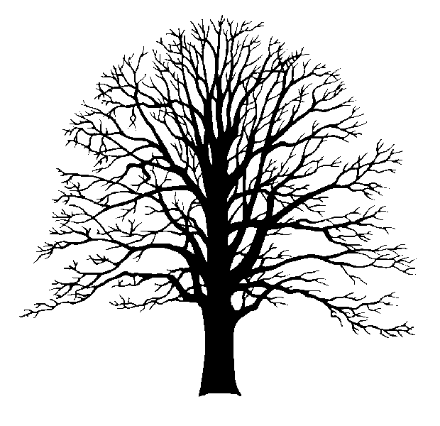 Old Oak Tree Drawing at GetDrawings | Free download