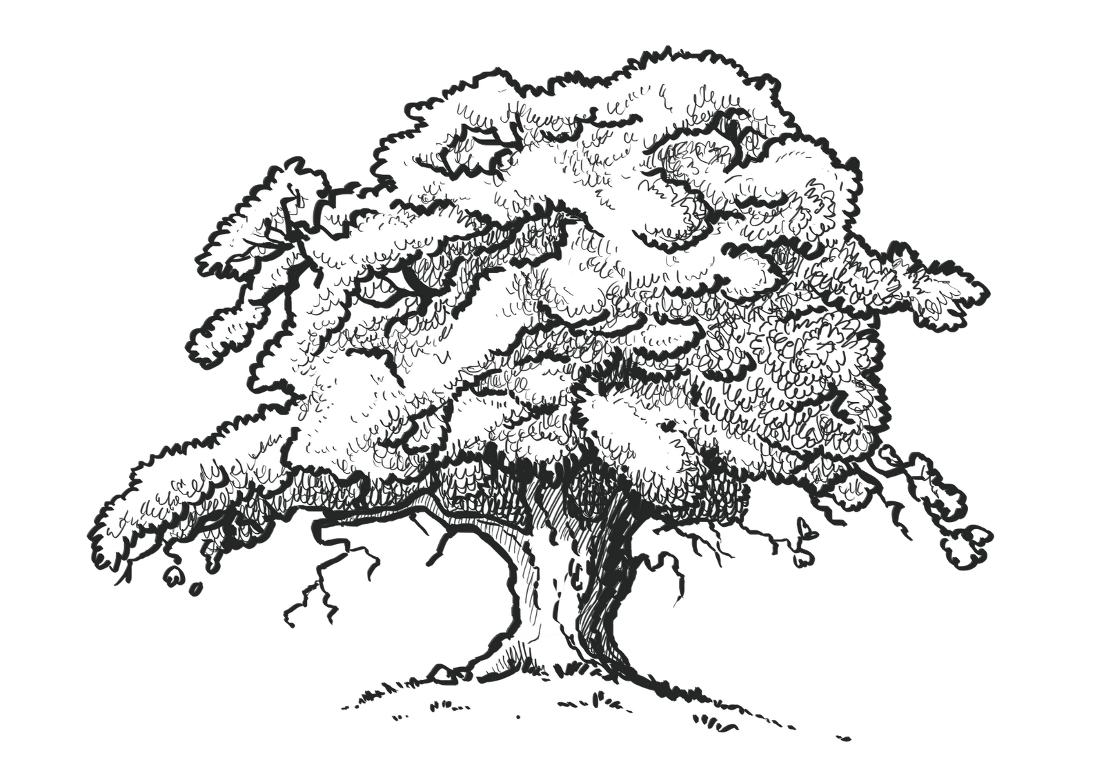 Old Oak Tree Drawing at GetDrawings Free download