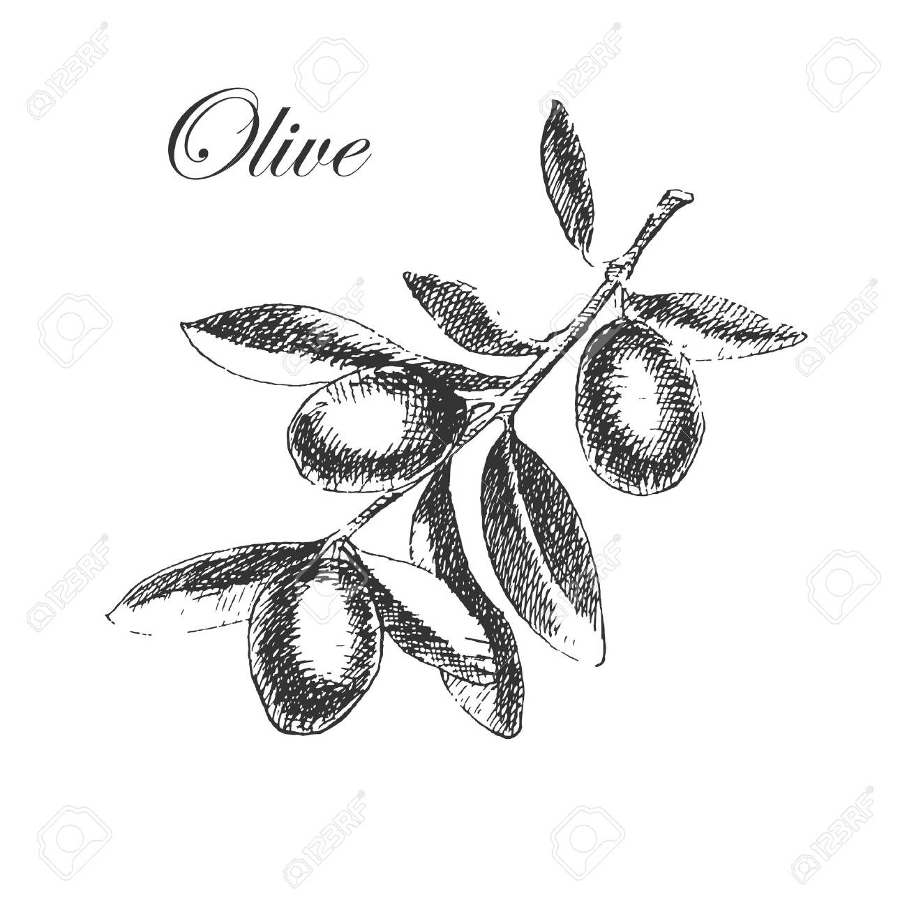 Olive Branch Drawing at GetDrawings | Free download