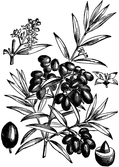 Olive Leaf Drawing at GetDrawings | Free download