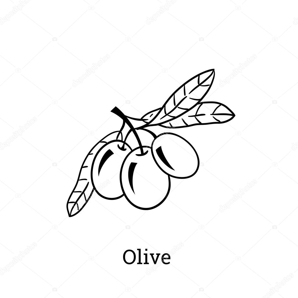 Olive Leaf Drawing at GetDrawings | Free download