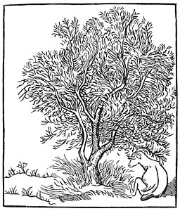 Olive Tree Drawing at GetDrawings | Free download