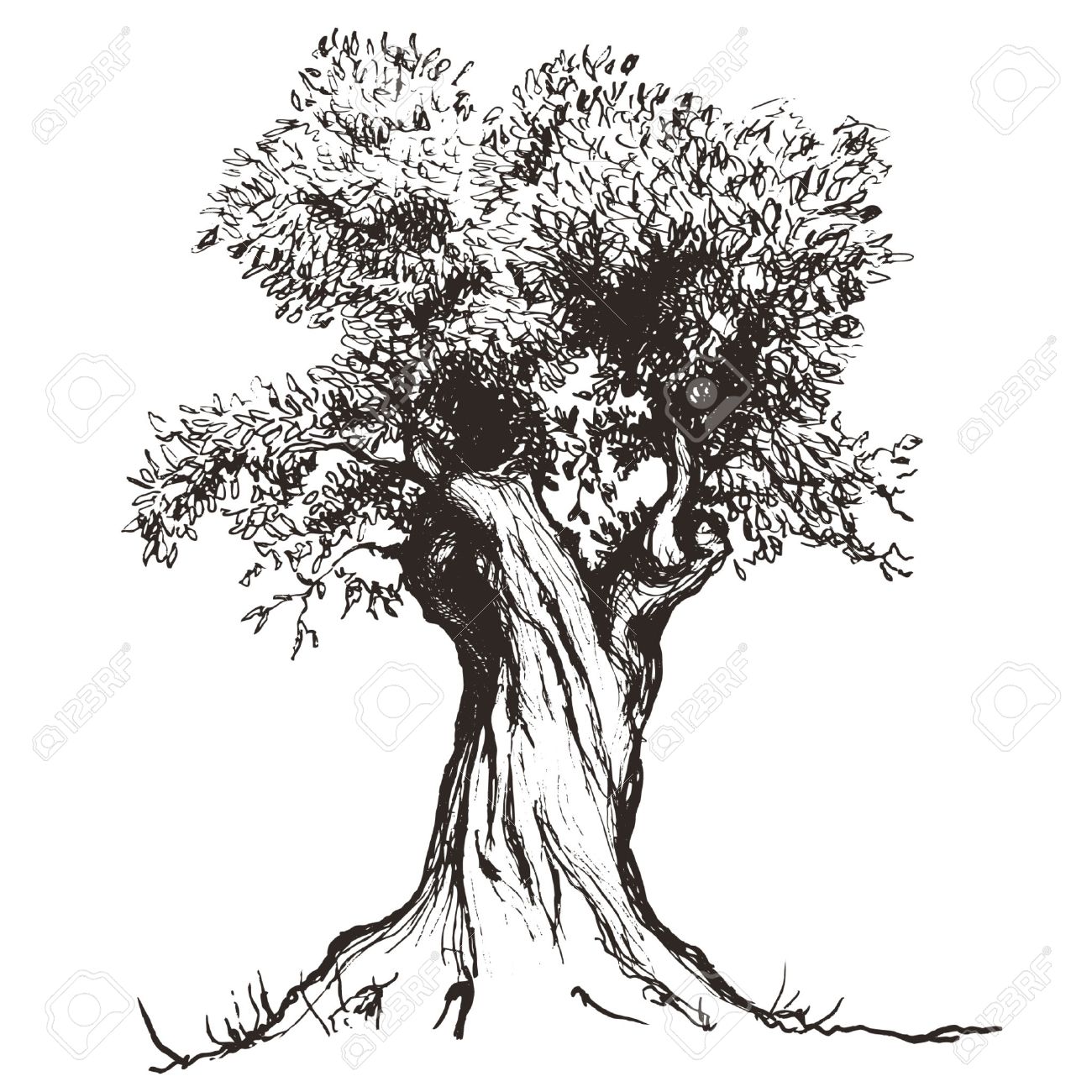 Olive Tree Drawing at GetDrawings Free download