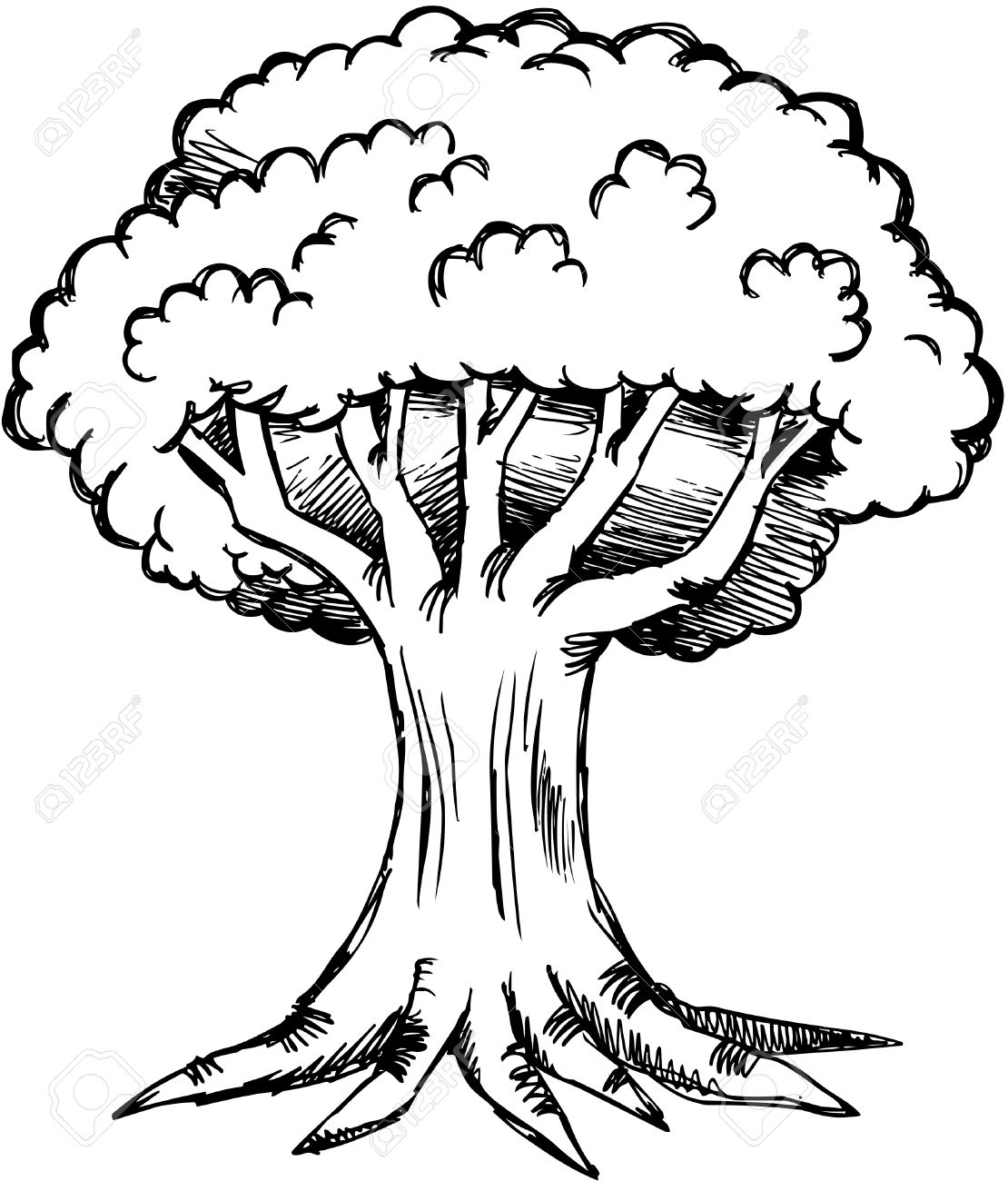 Раскраска дерево дуб с корнями