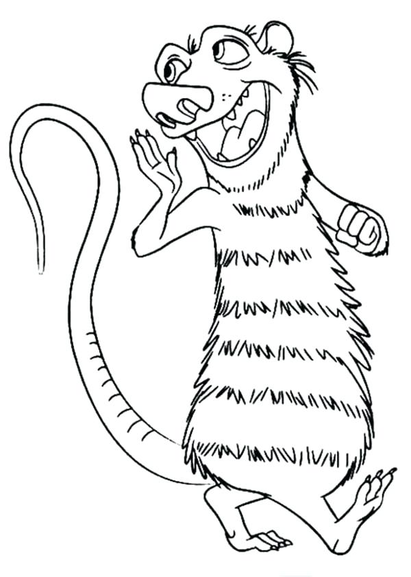 Opossum Drawing at GetDrawings | Free download