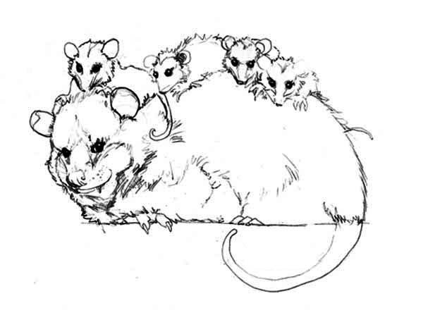 How To Draw Possum Coloring Page Color Luna Images And Photos Finder