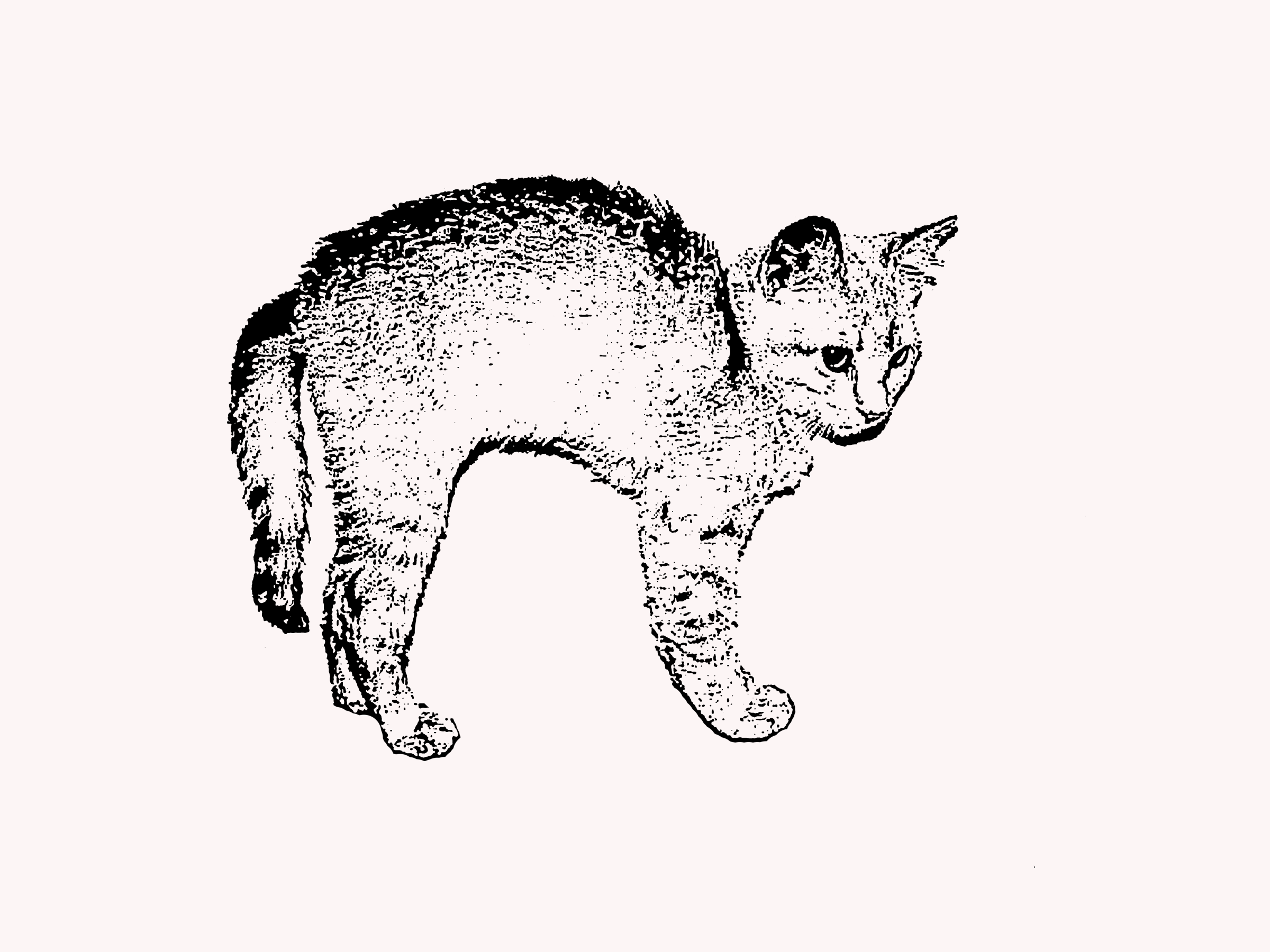 Рисунок табби у кошек