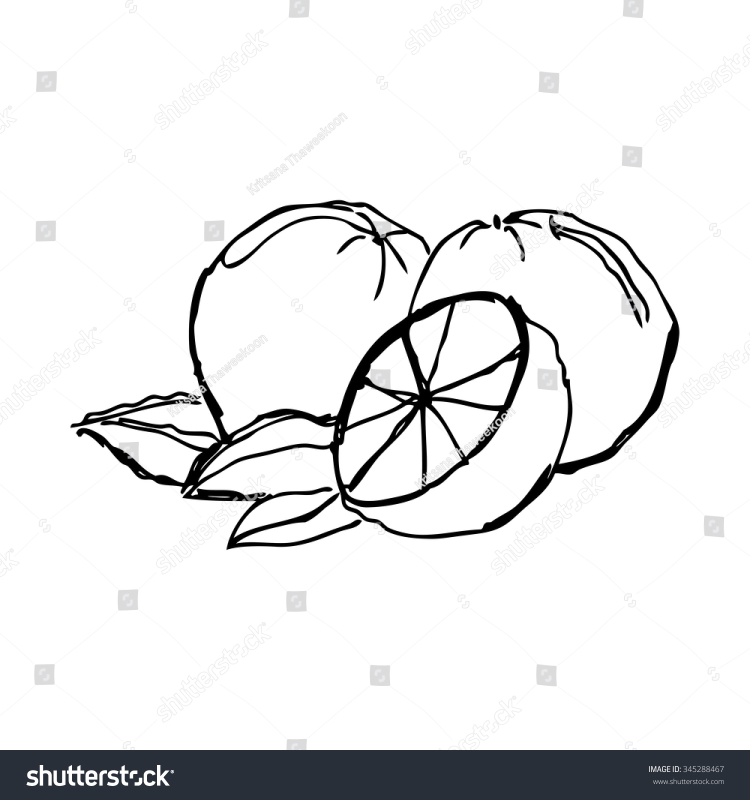 Oranges Drawing at GetDrawings | Free download