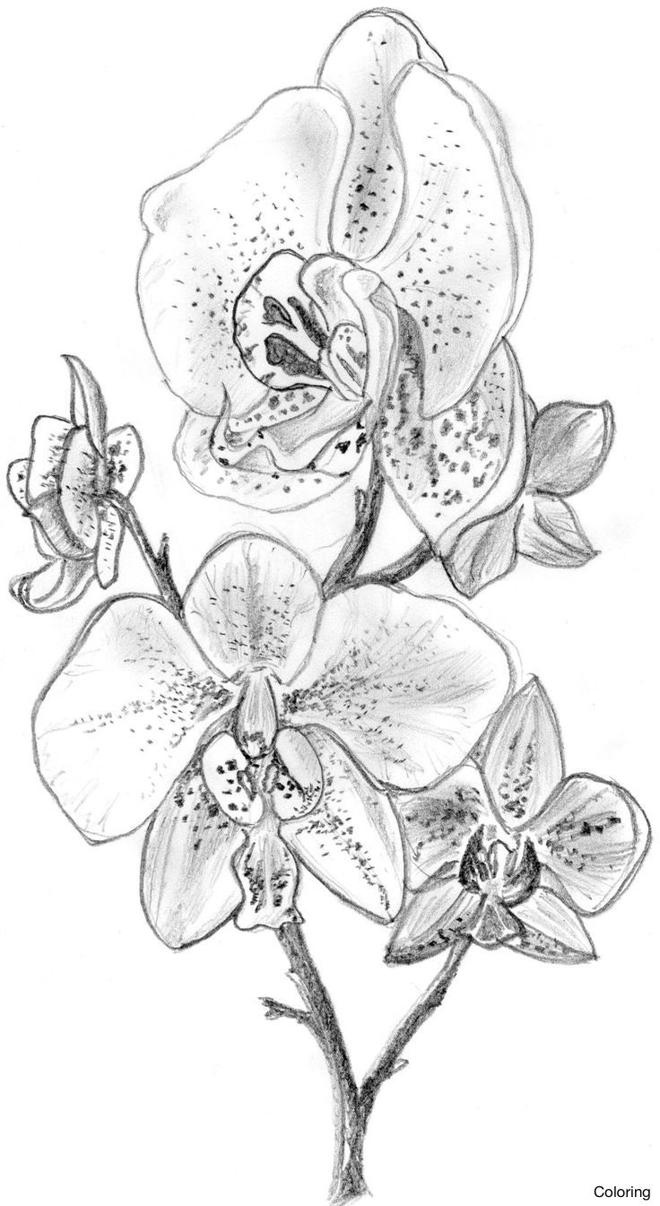 Orchid Flower Drawing At Getdrawings 