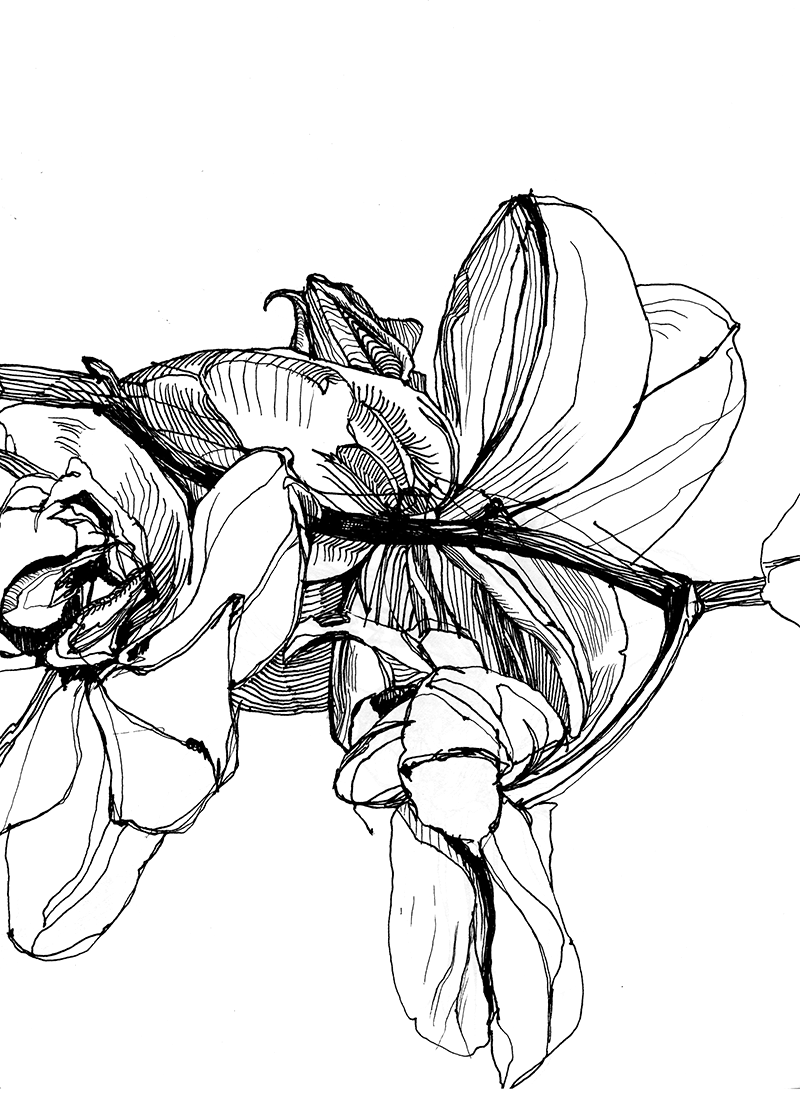 Orchid Line Drawing at GetDrawings Free download