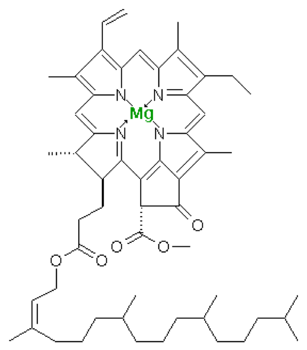 Схема молекулы хлорофилла