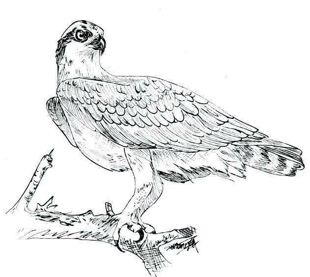 Osprey Bird Coloring Pages | Coloring Page Blog