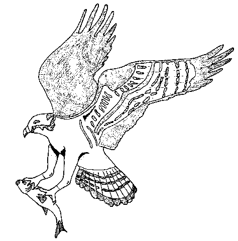 Osprey Drawing at GetDrawings | Free download