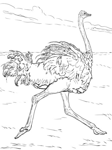 Ostrich Drawing at GetDrawings | Free download