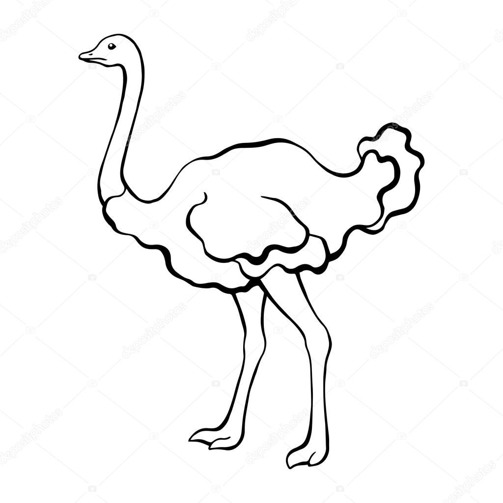 Ostrich Drawing at GetDrawings | Free download