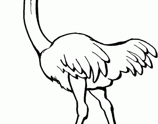 Ostrich Drawing at GetDrawings | Free download