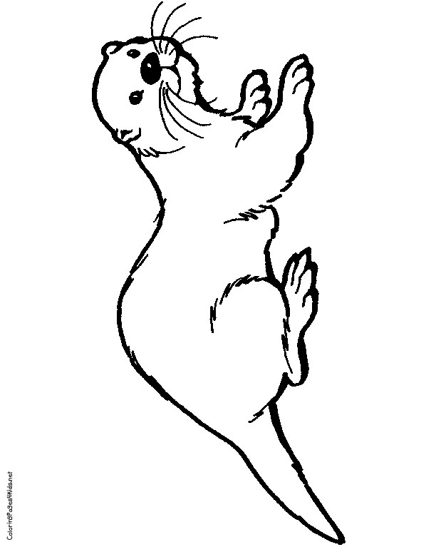 Otter Drawing at GetDrawings | Free download