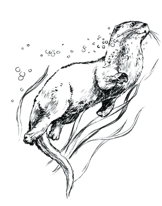 Otter Line Drawing at GetDrawings Free download