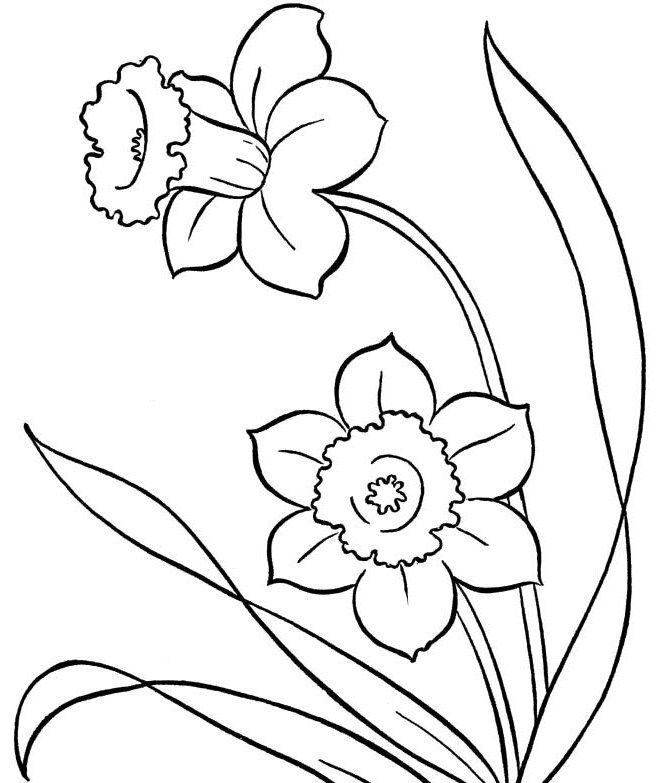 Outline Drawing For Colouring At Getdrawings Free Download