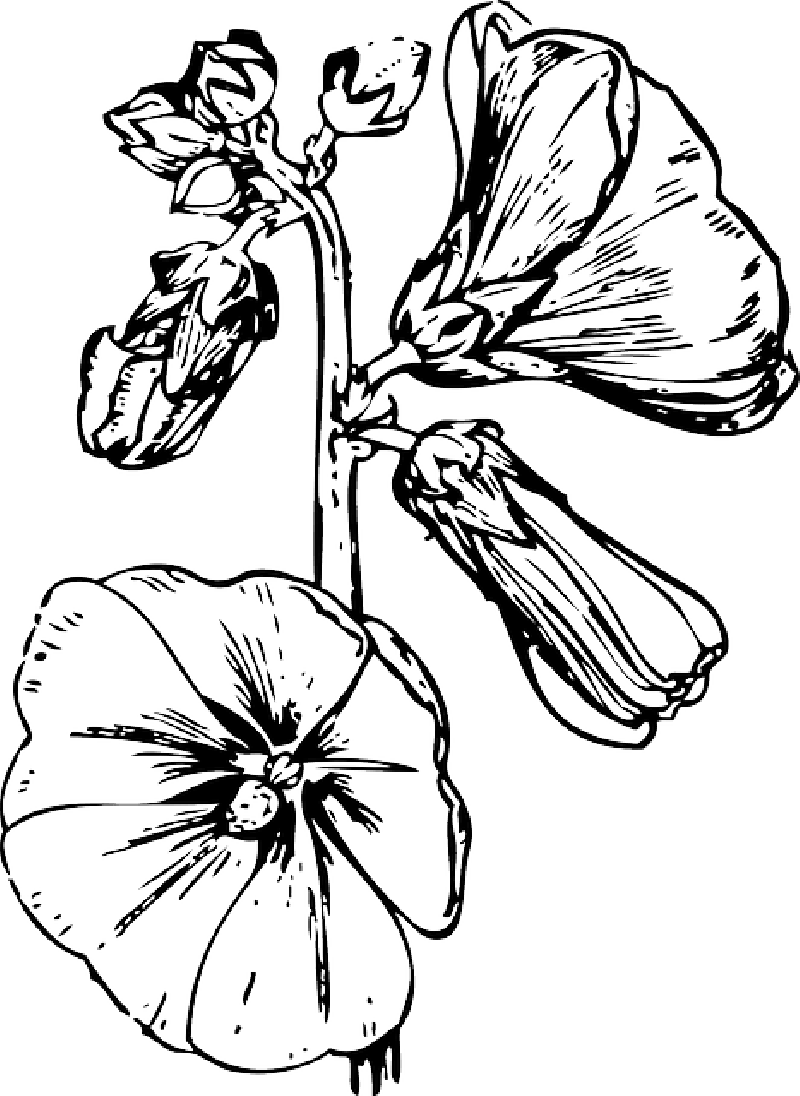 Outline Drawing Of Flowers at GetDrawings | Free download