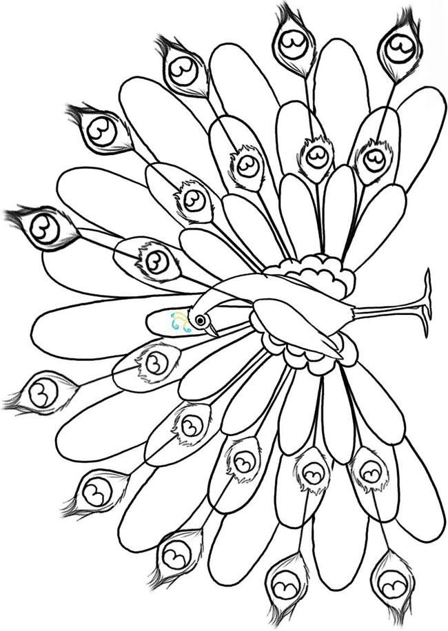 Outline Of A Peacock Drawing At GetDrawings Free Download