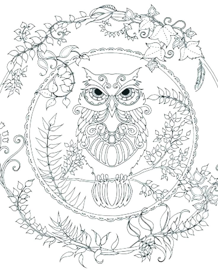 Owl Color Drawing at GetDrawings | Free download