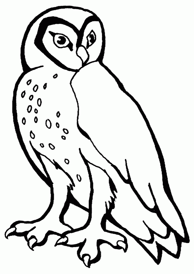 Snowy Owl Template