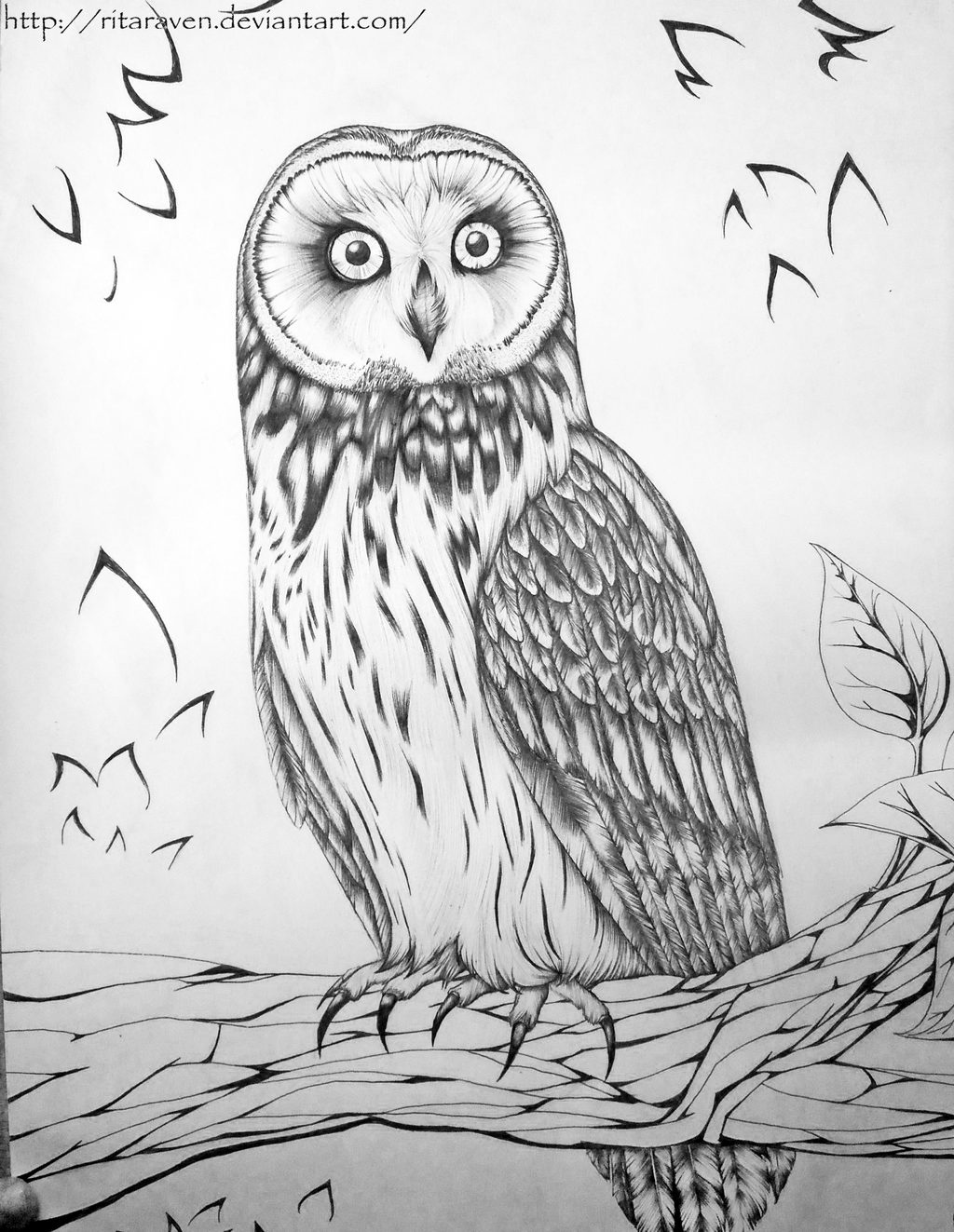 owl-wing-drawing-at-getdrawings-free-download