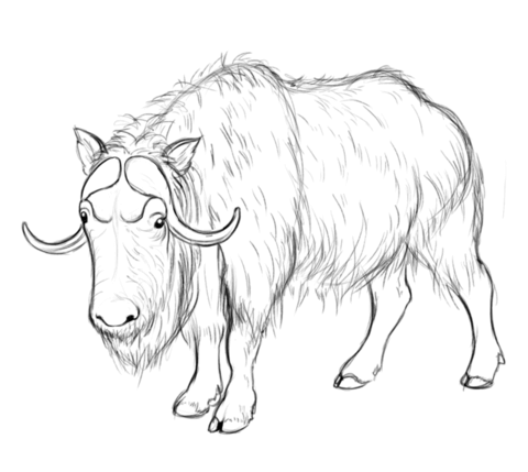 Ox Drawing at GetDrawings | Free download