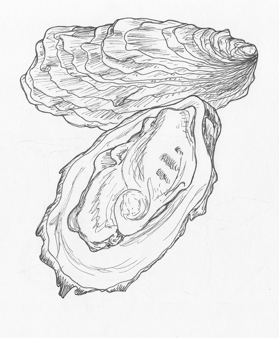 Creative Shucking Oysters Drawing Sketch for Adult