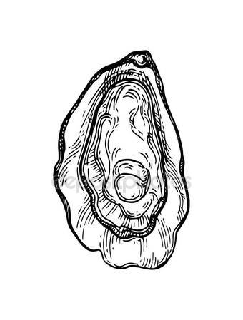 Oyster Drawing at GetDrawings | Free download