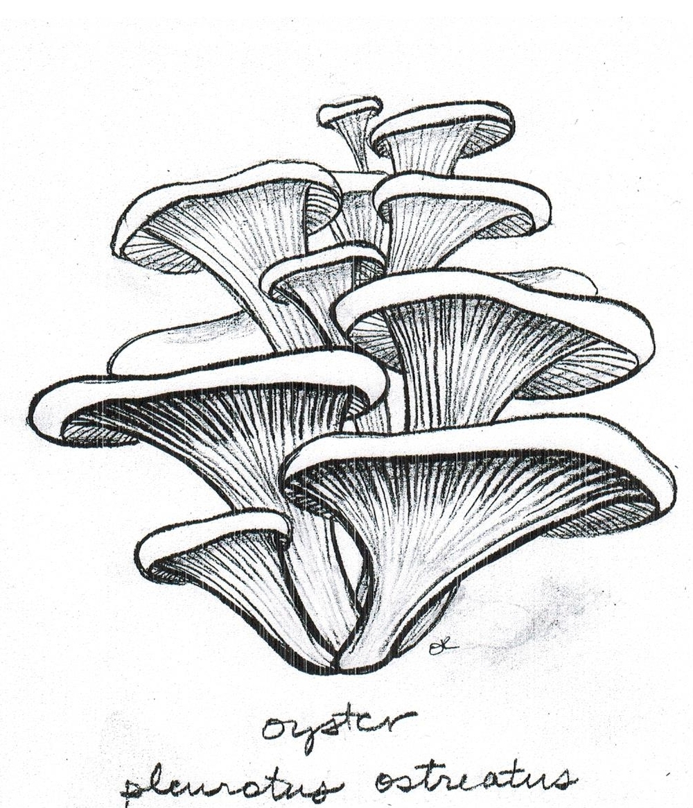 drawing oyster mushroom getdrawings