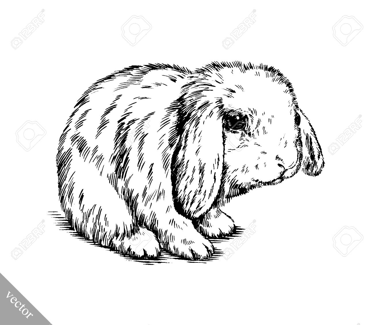 Вислоухий кролик рисунок