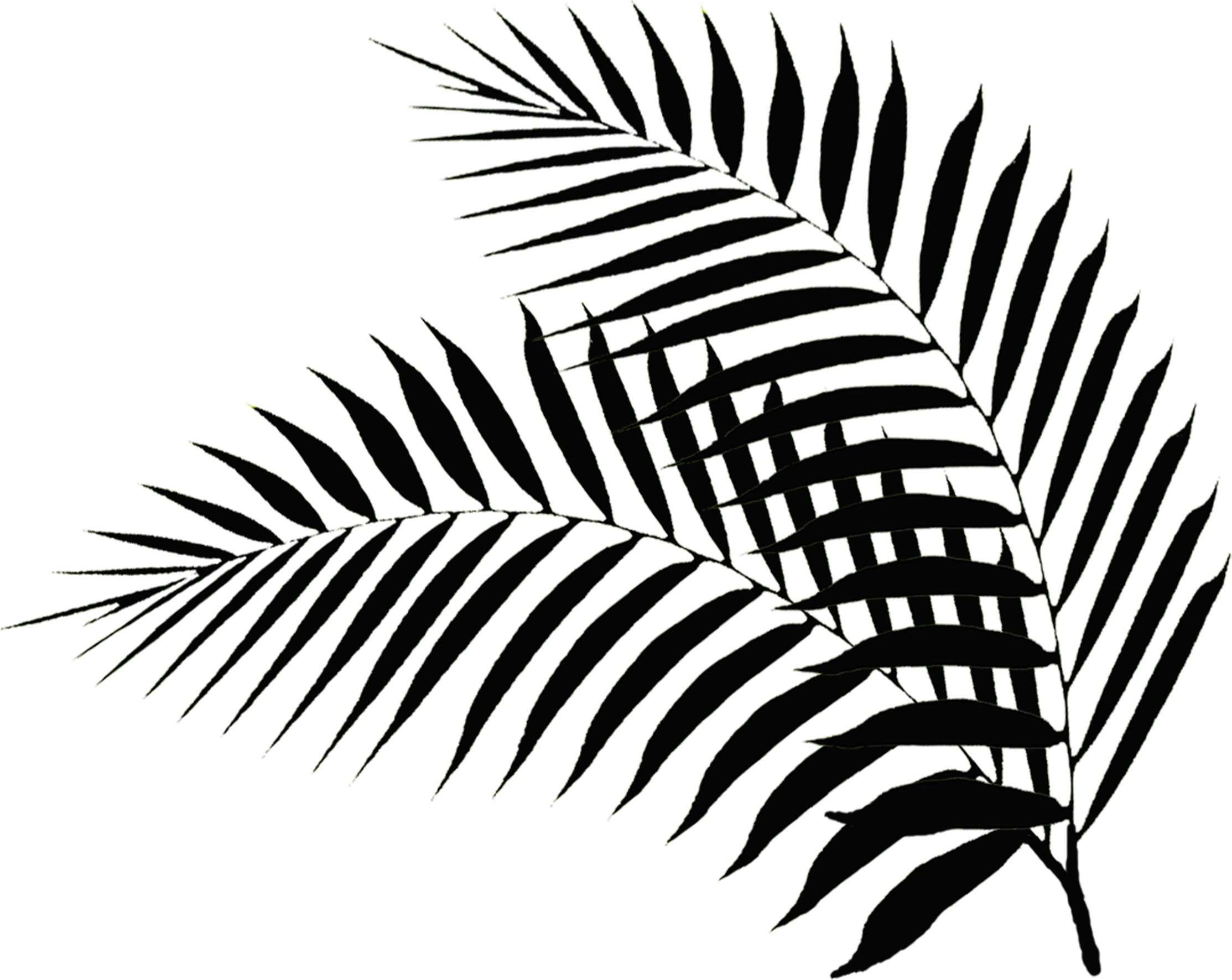 Palm Leaf Drawing at GetDrawings | Free download