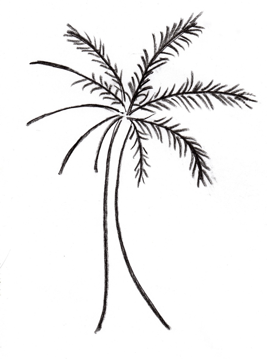 Palm Tree Drawing Outline at GetDrawings | Free download