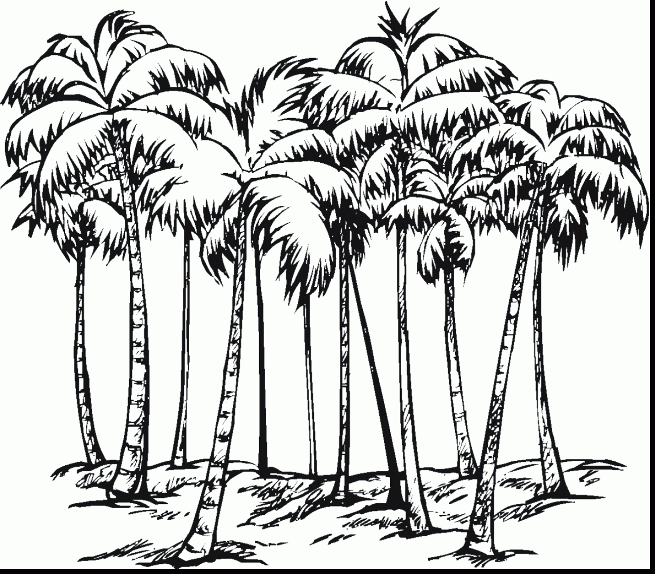 Palm Tree Drawing Outline at GetDrawings Free download