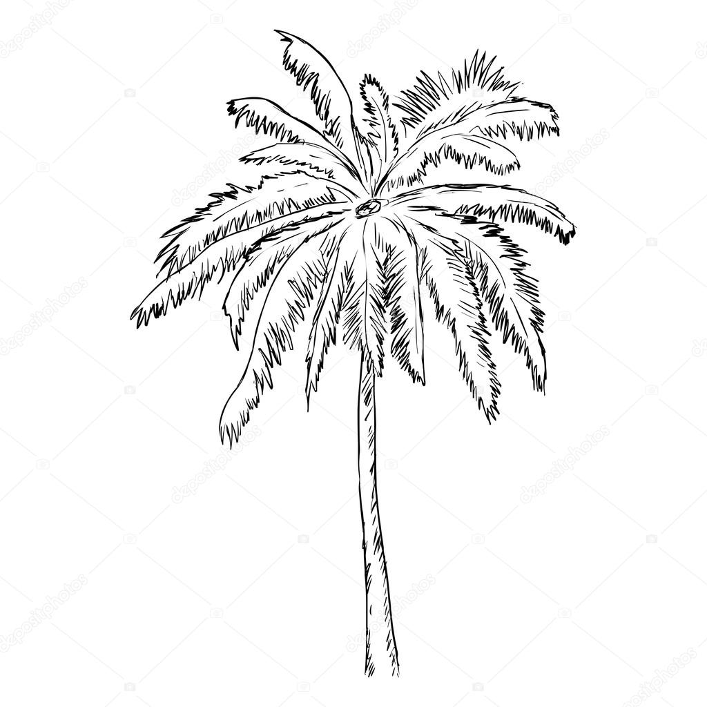 Эскиз пальмы первый класс