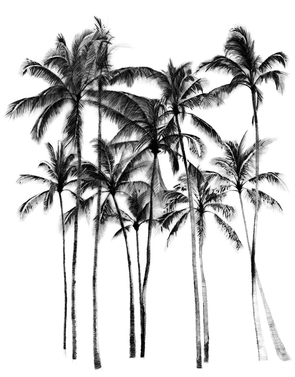 Palm Tree Pencil Drawing at GetDrawings | Free download