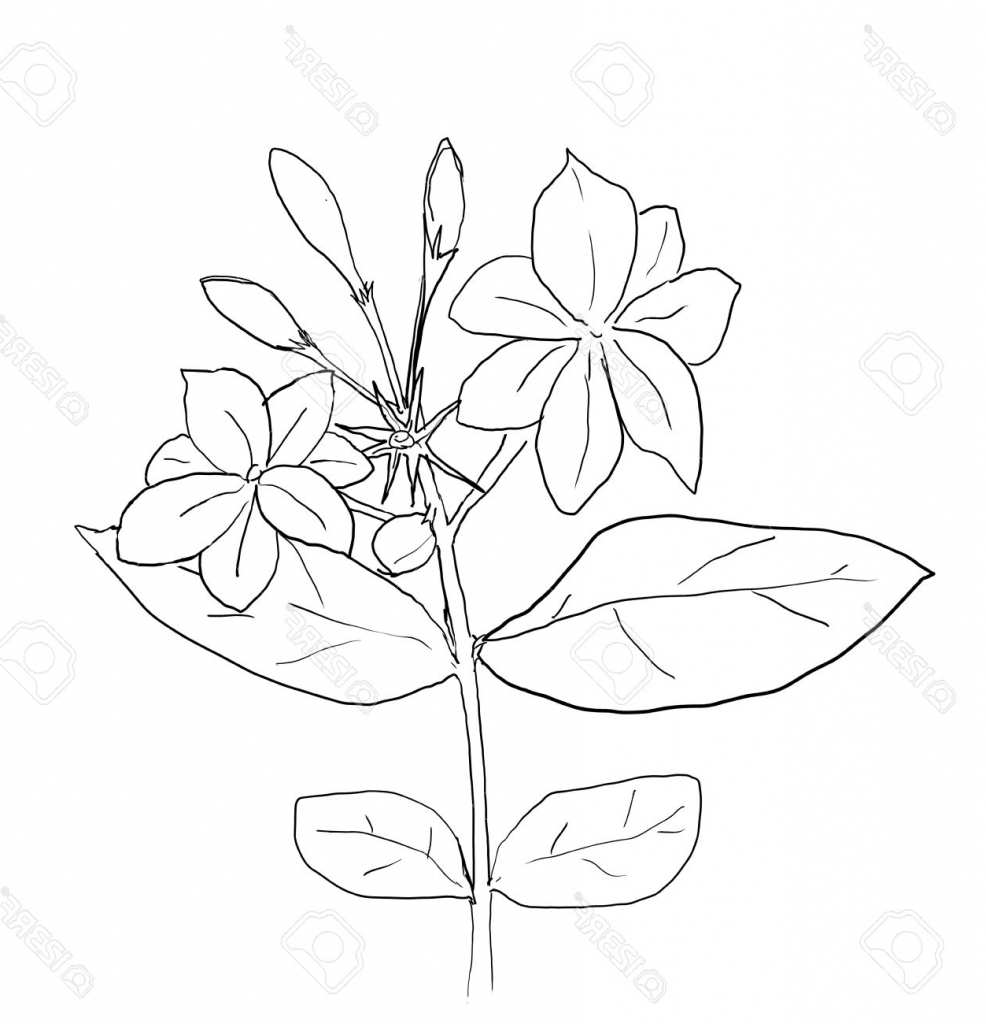 Pencil Drawing Of Jasmine Flower