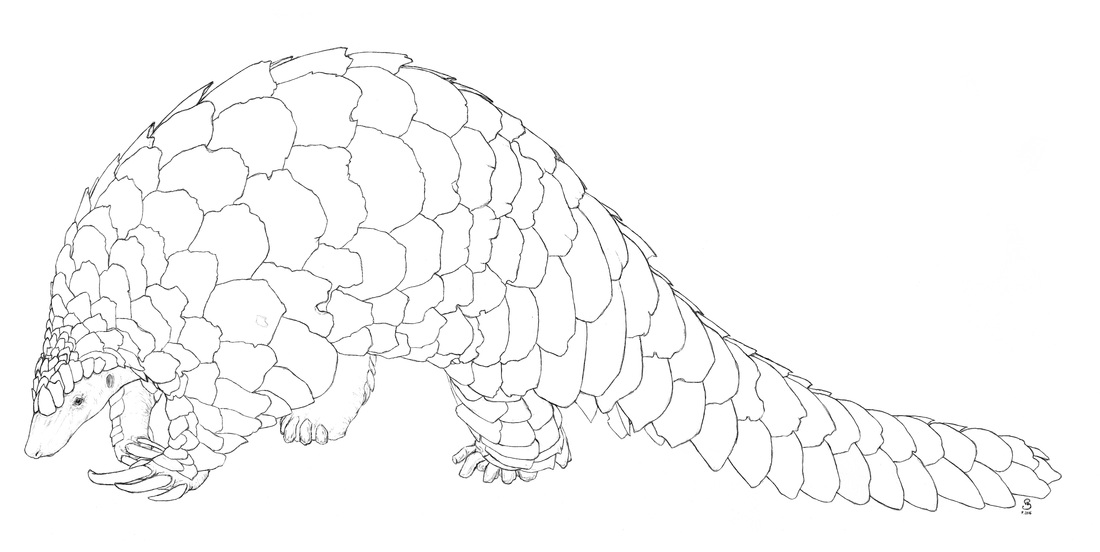 pangolin ball coloring page