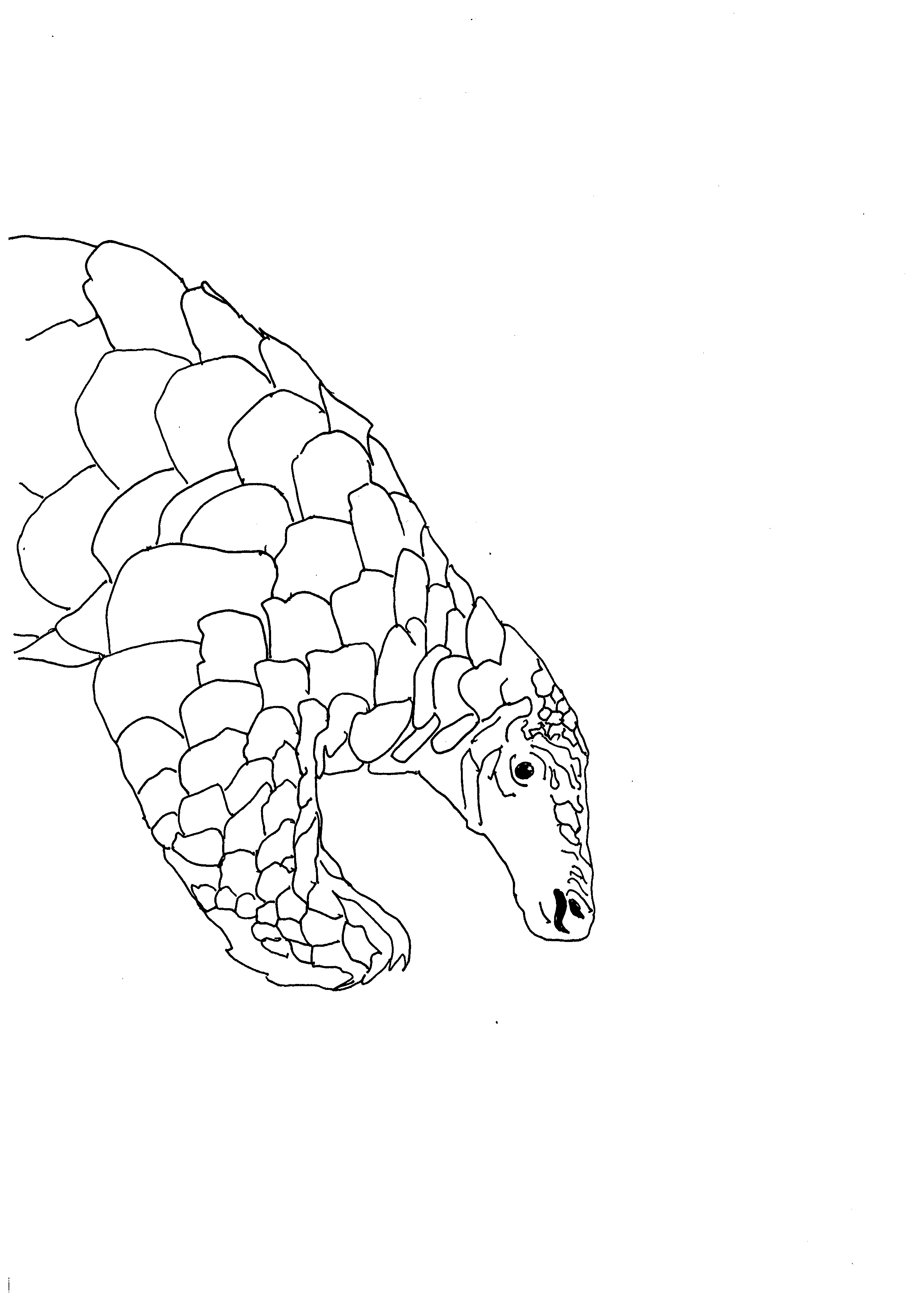 Pangolin Drawing at GetDrawings | Free download