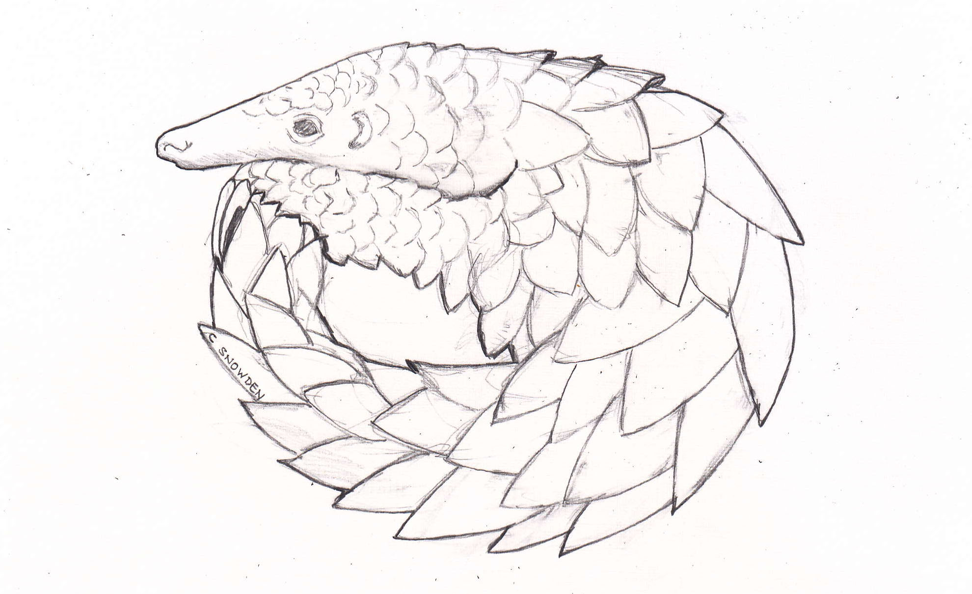 Pangolin Drawing at GetDrawings | Free download