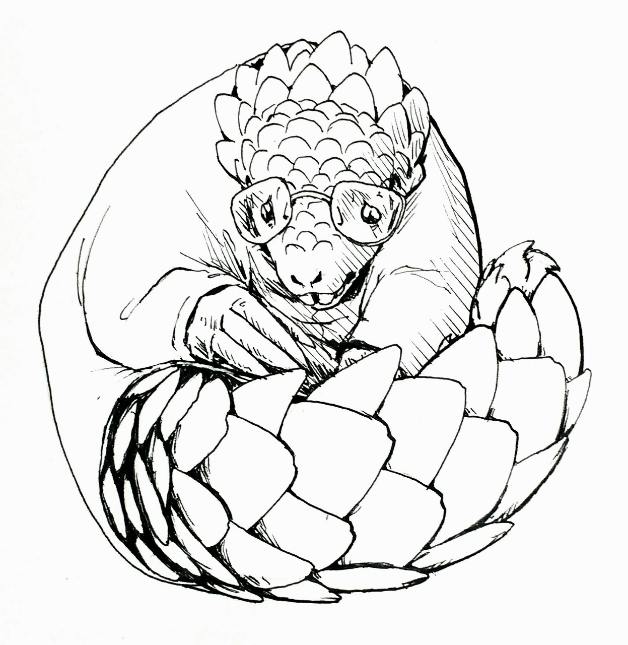 Pangolin Drawing at GetDrawings | Free download