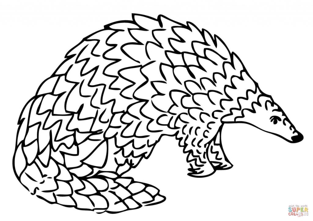 The best free Pangolin drawing images. Download from 48 free drawings