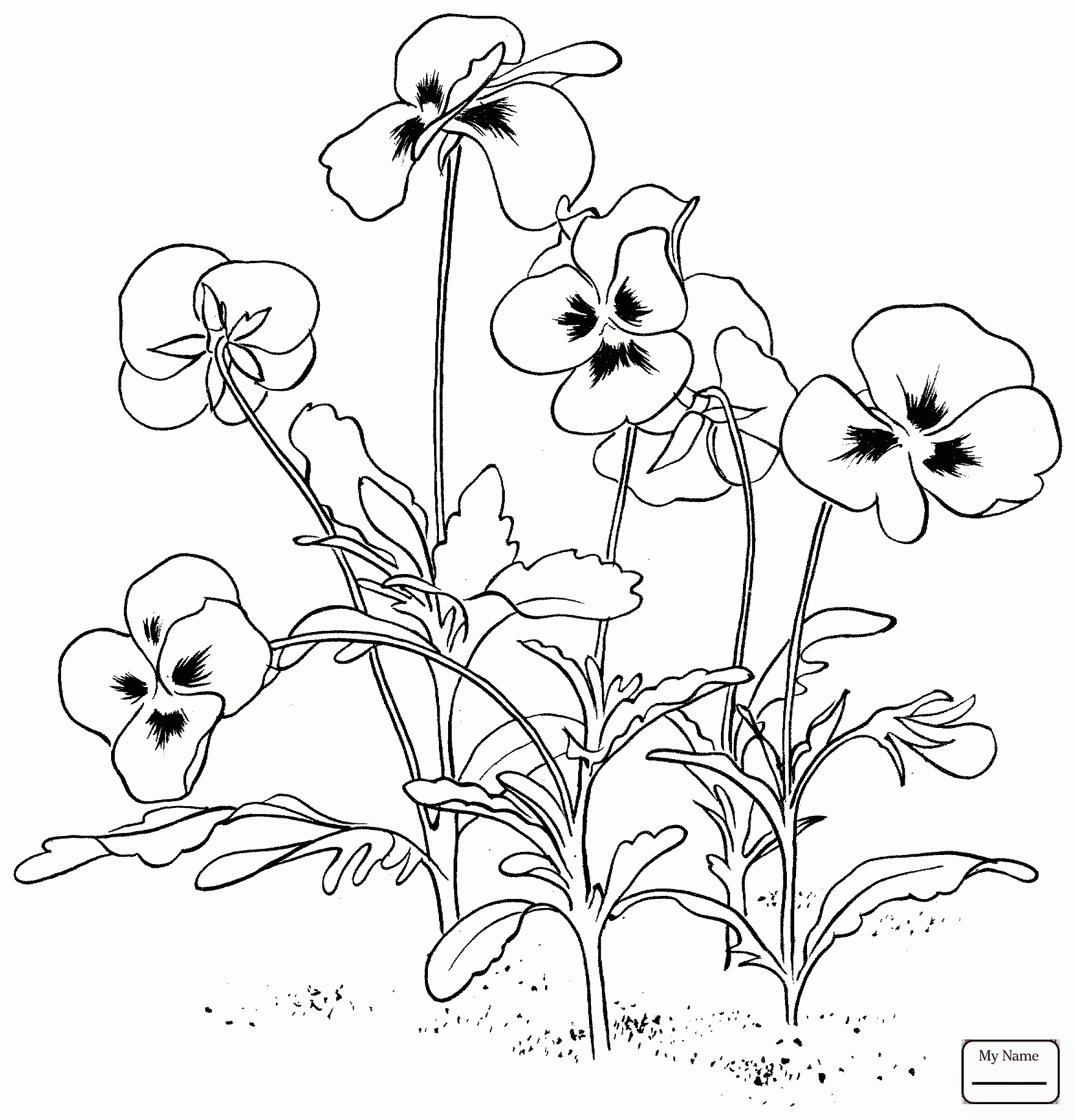 Pansy Flower Drawing at GetDrawings Free download