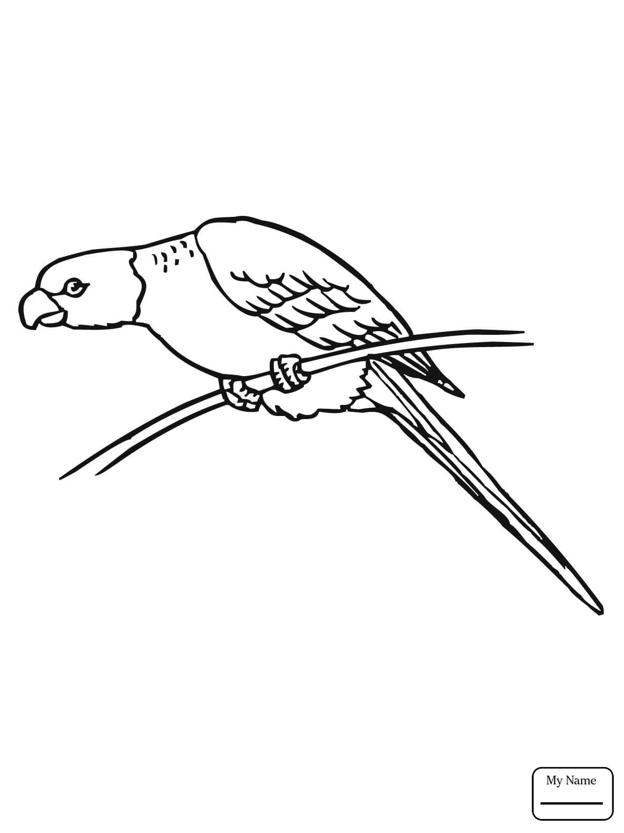 Раскраска попугай корелла
